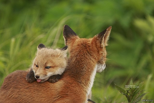 The fox and two babies. Лиса. Красивый Лисенок. Лиса с лисятами. Милые лисички.
