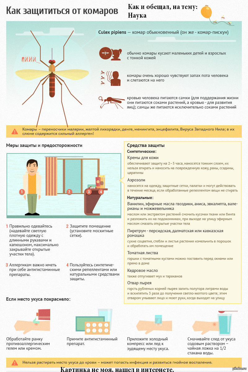 Как защититься от комаров. | Пикабу