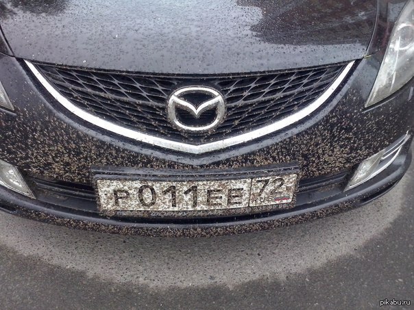 Summer stubble ;) - Auto, Insects, Bumper, Mazda, Poor man, Not mine