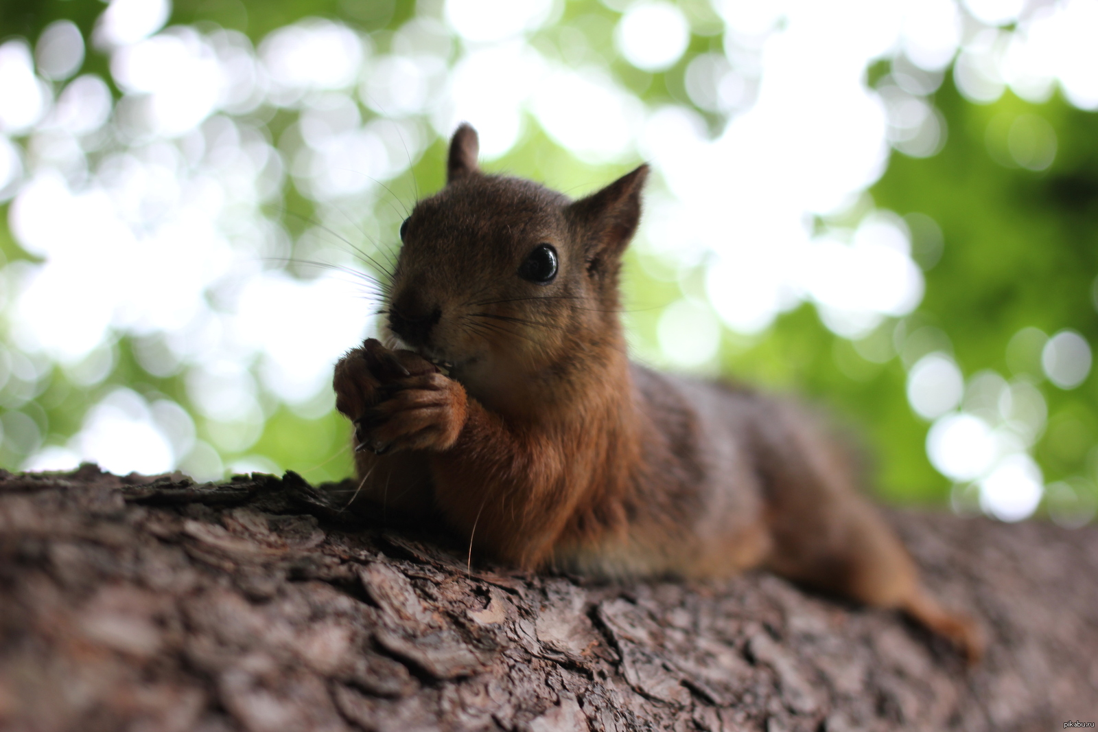 Today I got even closer. - My, Squirrel, Food