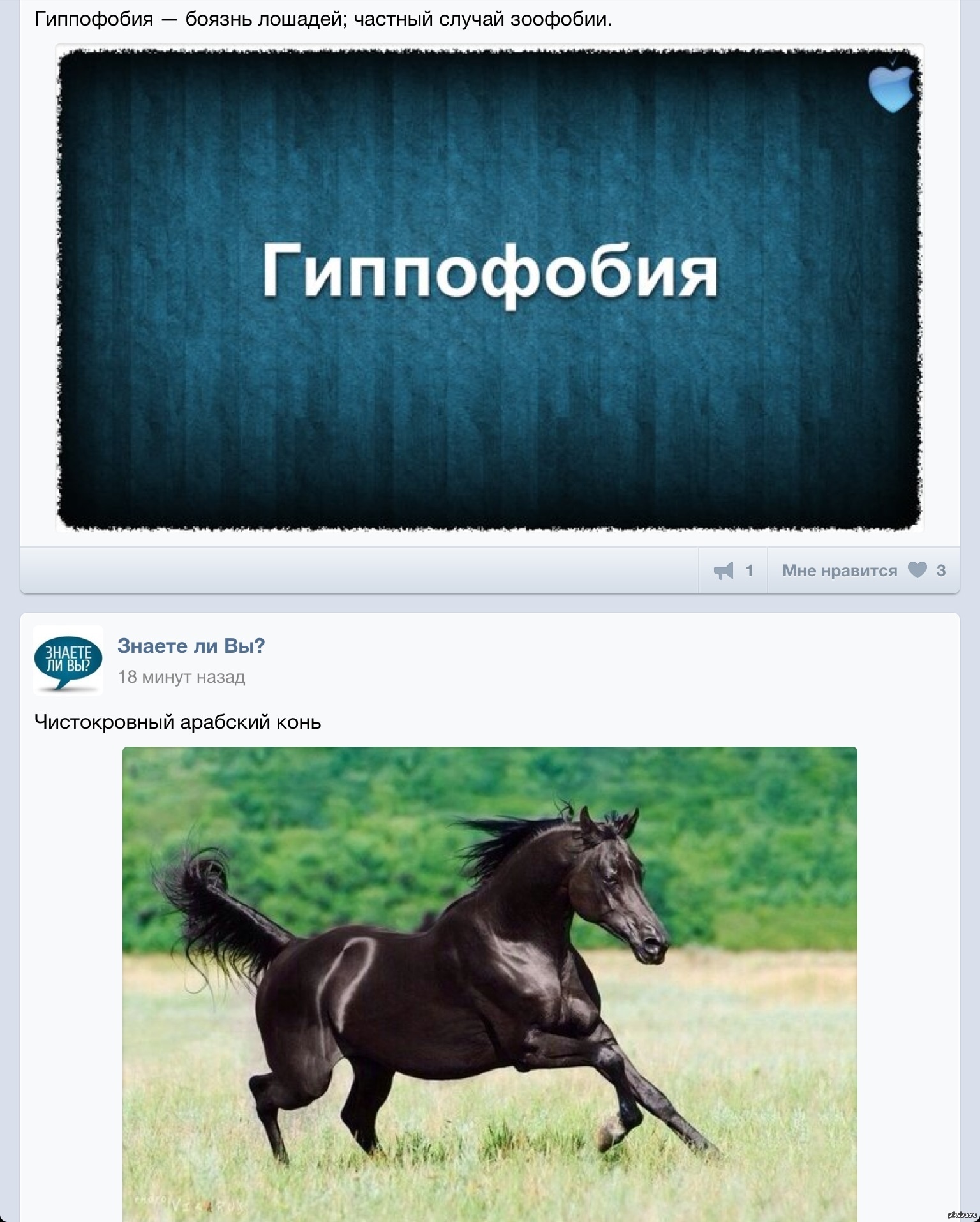 Гиппофобия и арабский конь | Пикабу