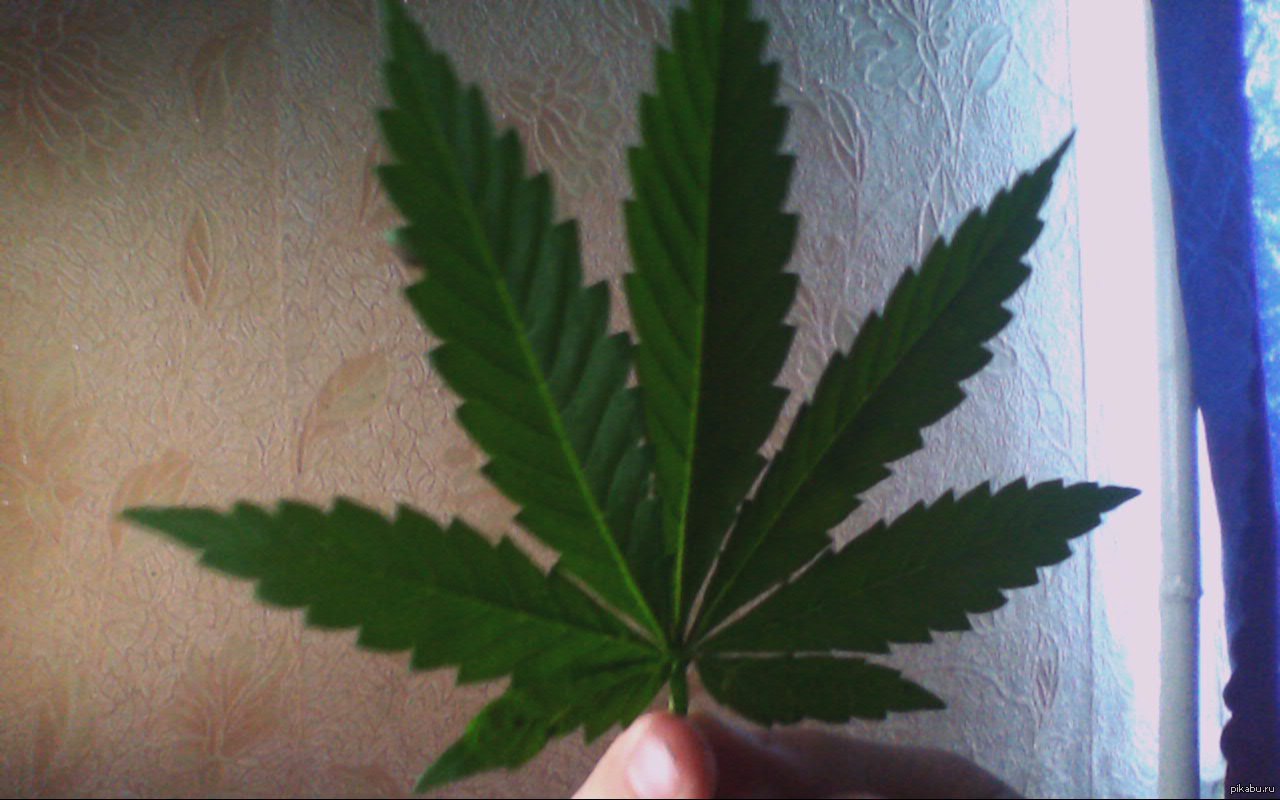 Как сварить дикую коноплю фото плантации марихуаны