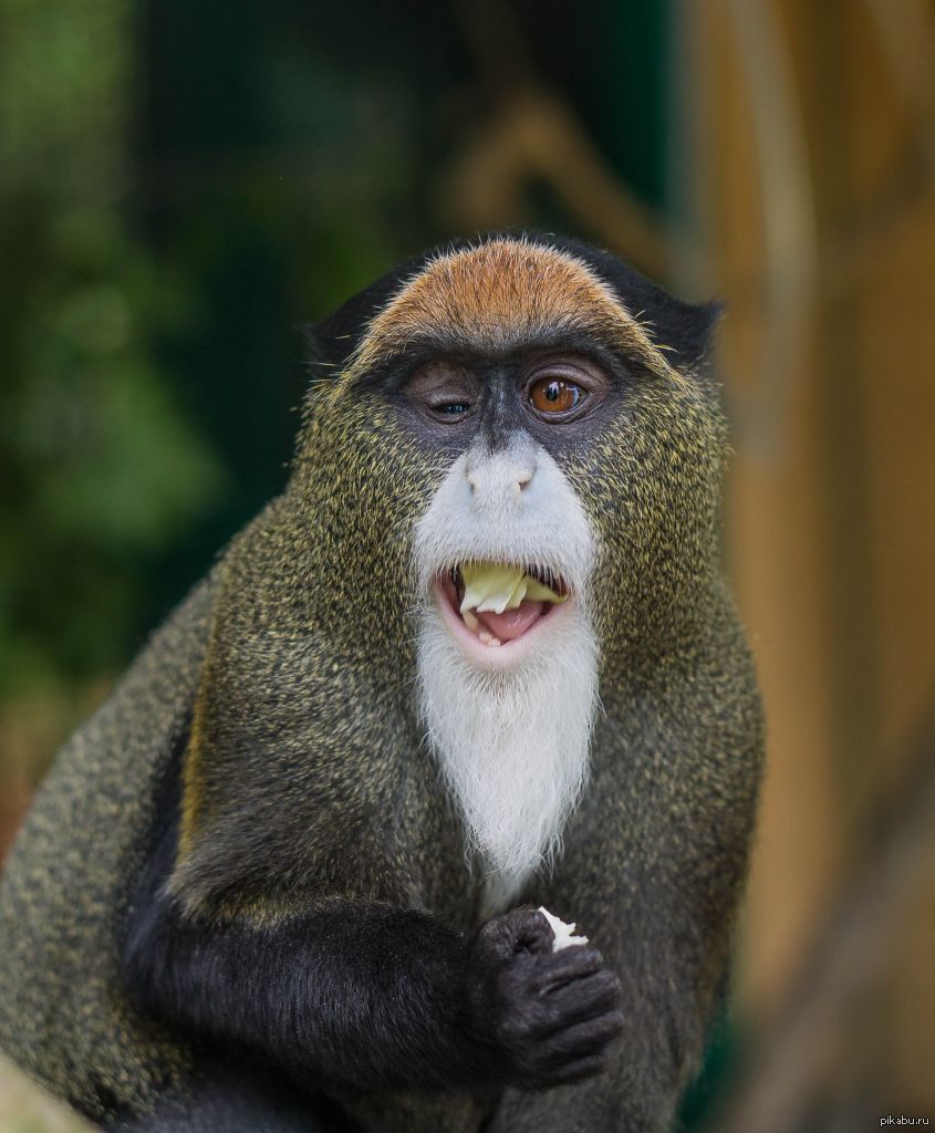 Звуки мартышки. Смех обезьяны. Макака улыбается. Обезьяна с длинным языком. Макака смеется.