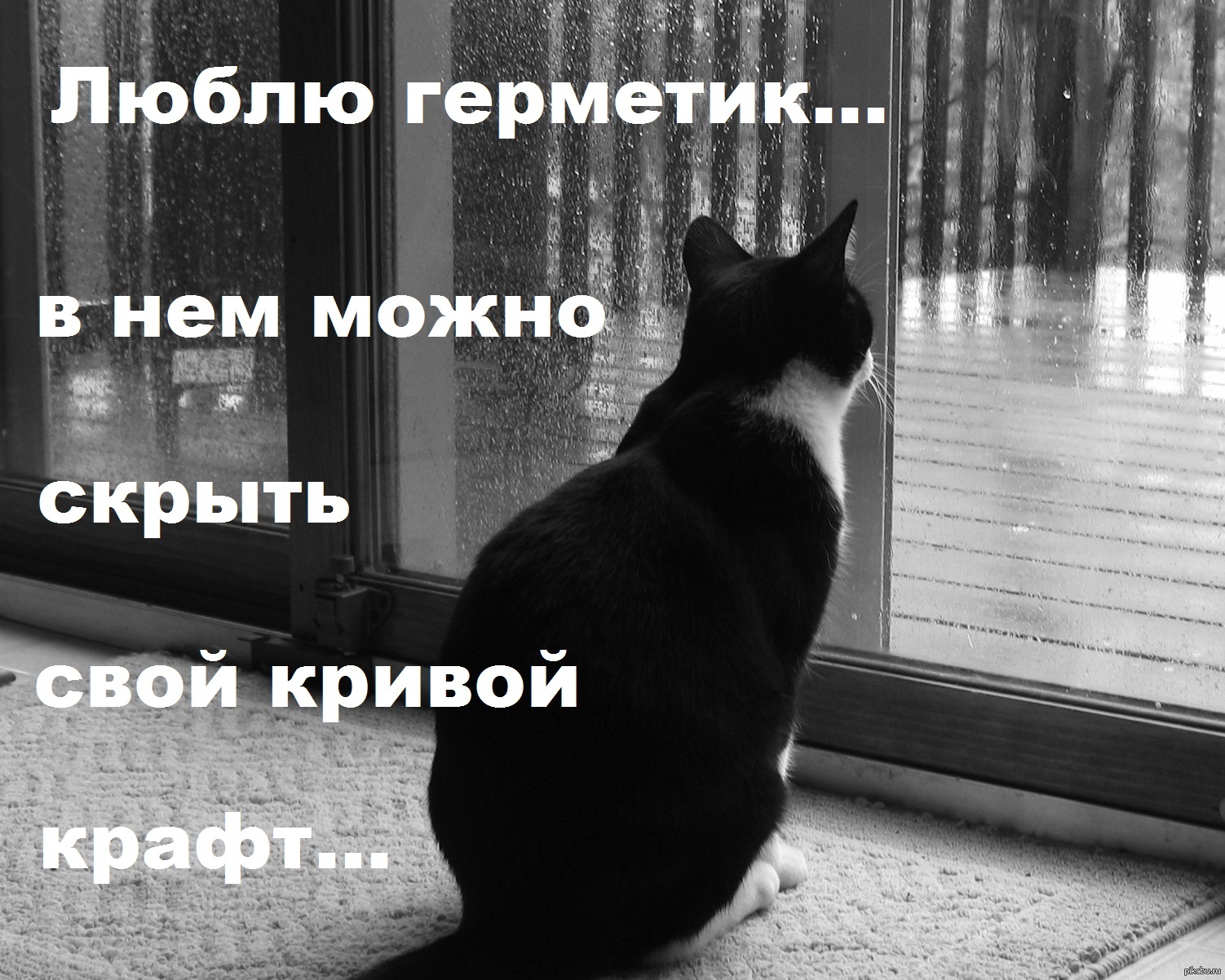 Грустный кот