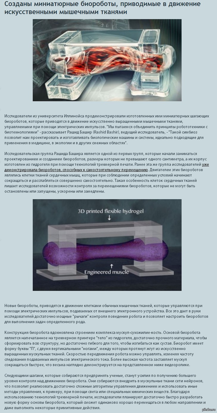 Созданы миниатюрные биороботы | Пикабу