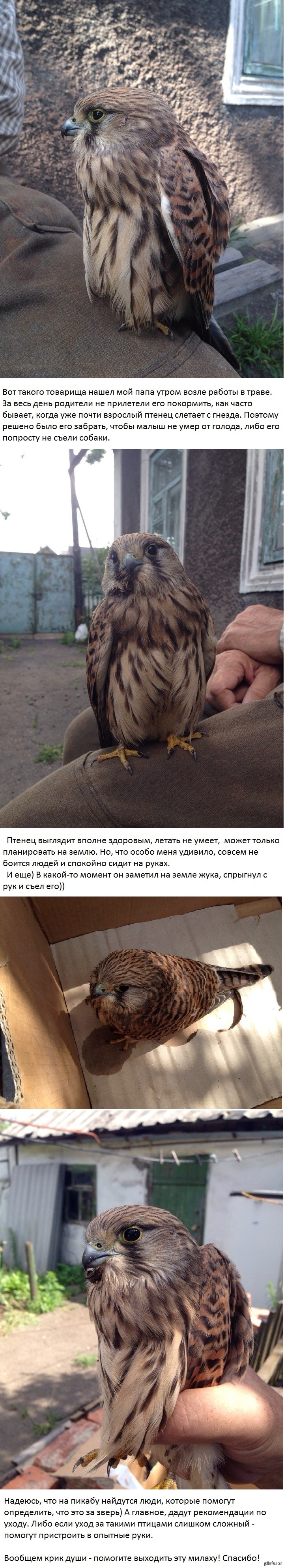 Найденыш | Пикабу
