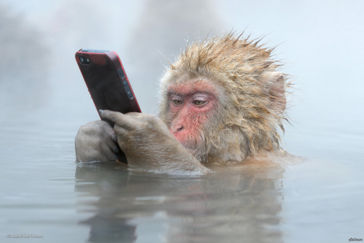 monkey and phone - The photo, Monkey, Competition