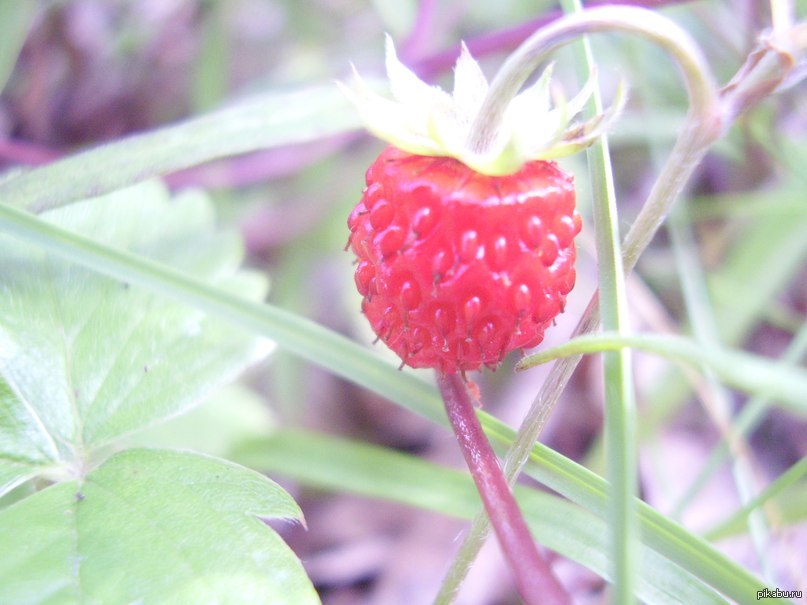 Here is such a strawberry was captured! - NSFW, My, Strawberry, Hike