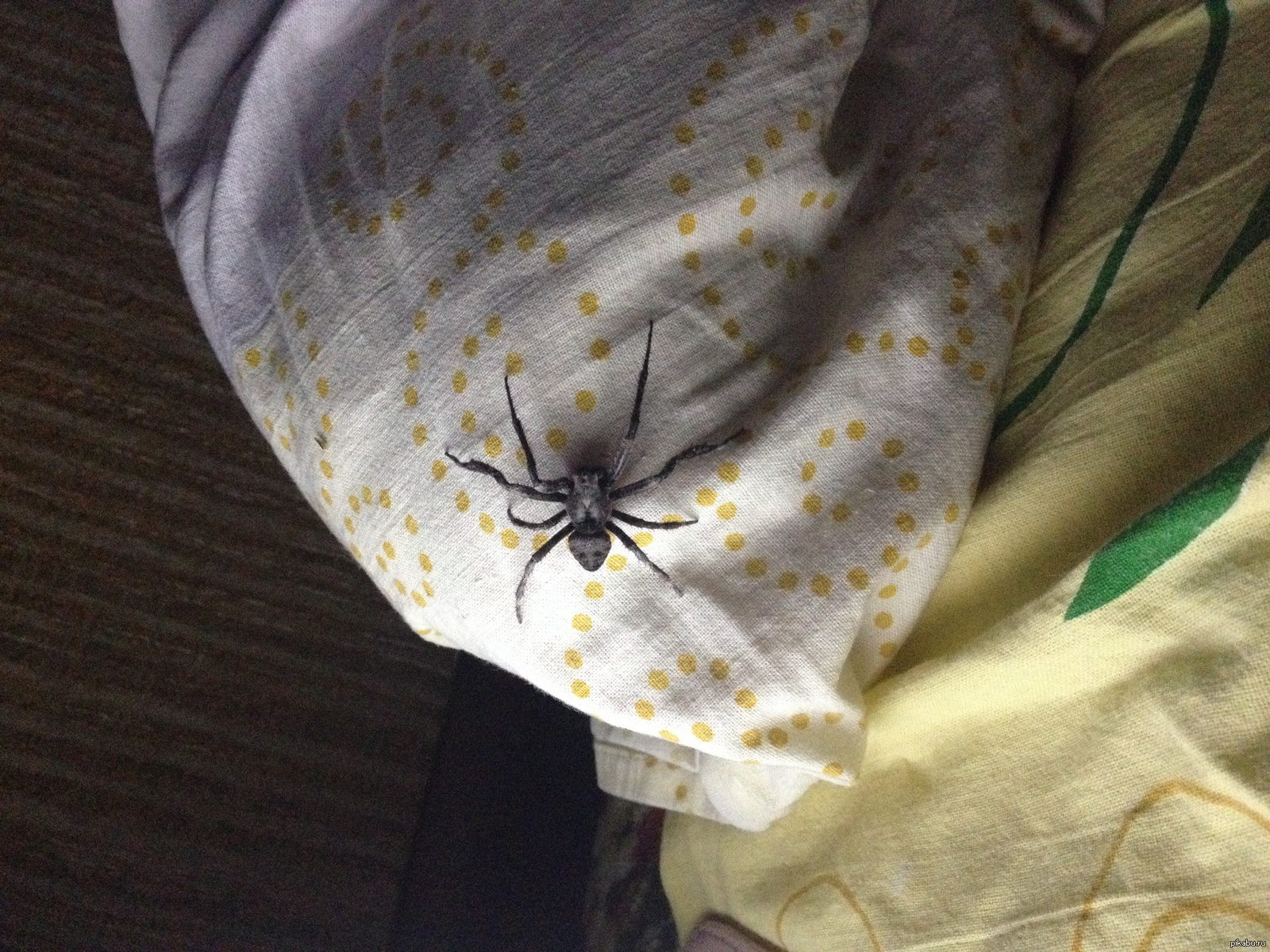 белый паук над кроватью