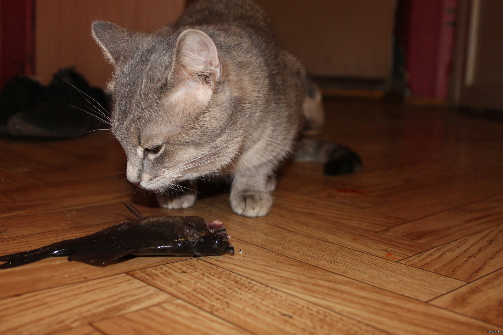 мой кот | Пикабу