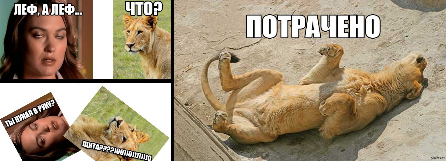 Что значит жинкин лев