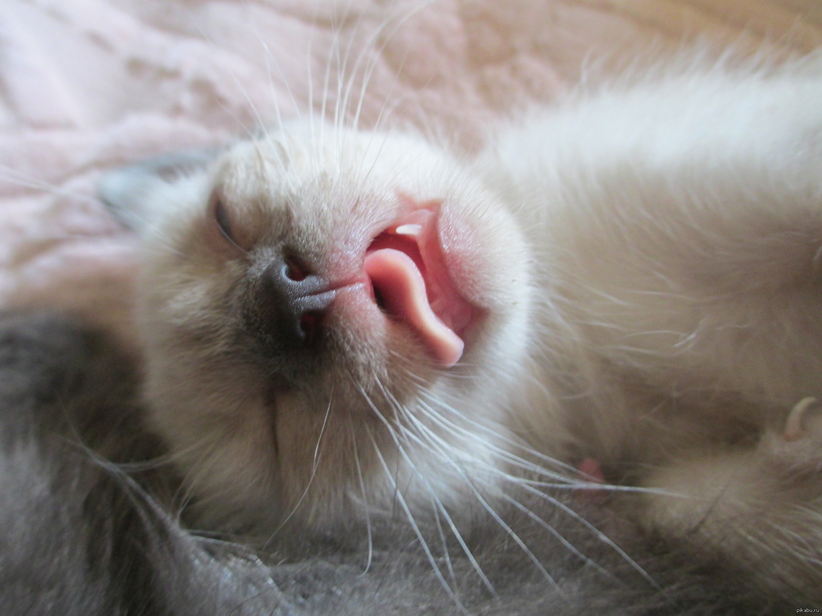 Открыт кис. Спящие котики. Сонный кот. Спящий кот с языком.
