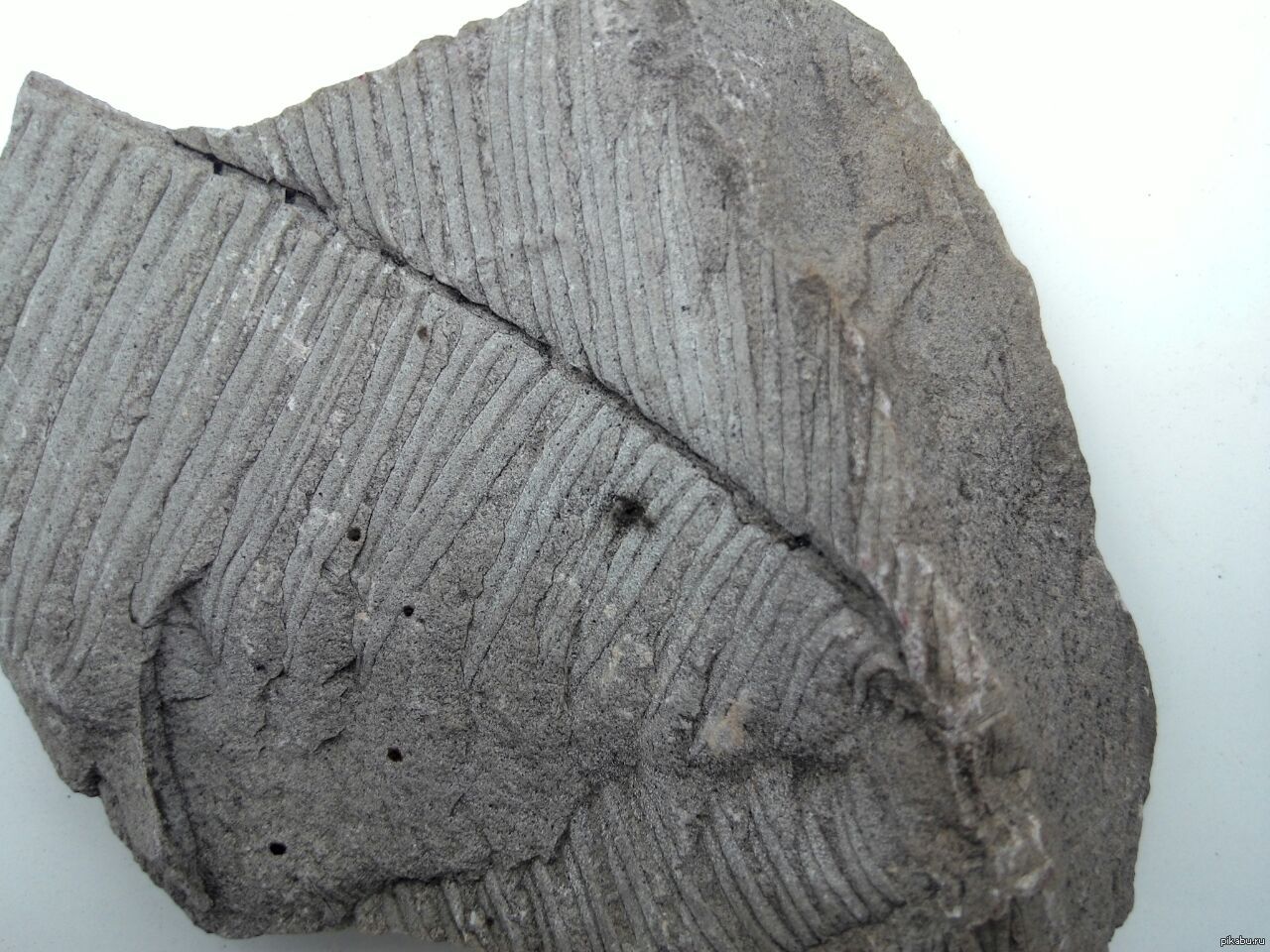 Отпечатки растений на каменном угле