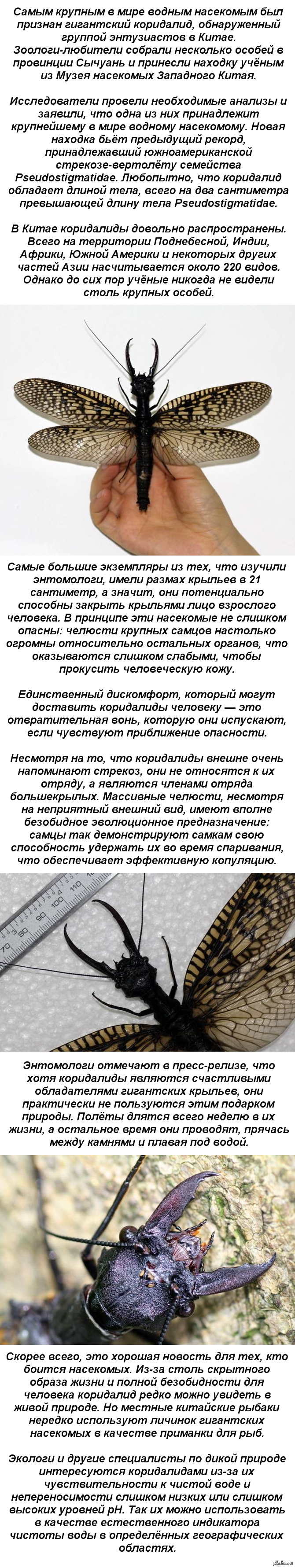 Обнаружили самое большое водное насекомое - Насекомые, Огромный, Водное, Длиннопост, Китай