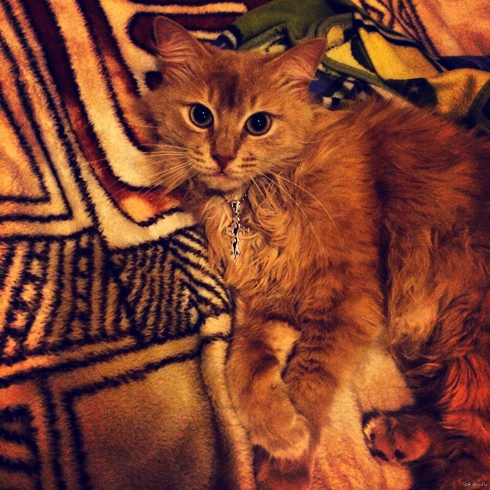 Мой кот=) | Пикабу