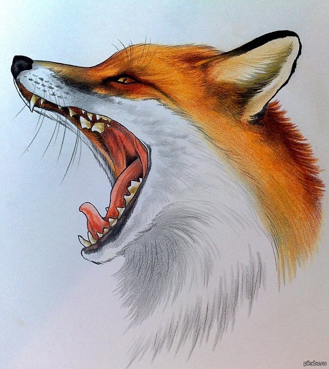 Foxey Jacky