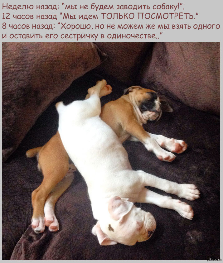 Боксерчики | Пикабу
