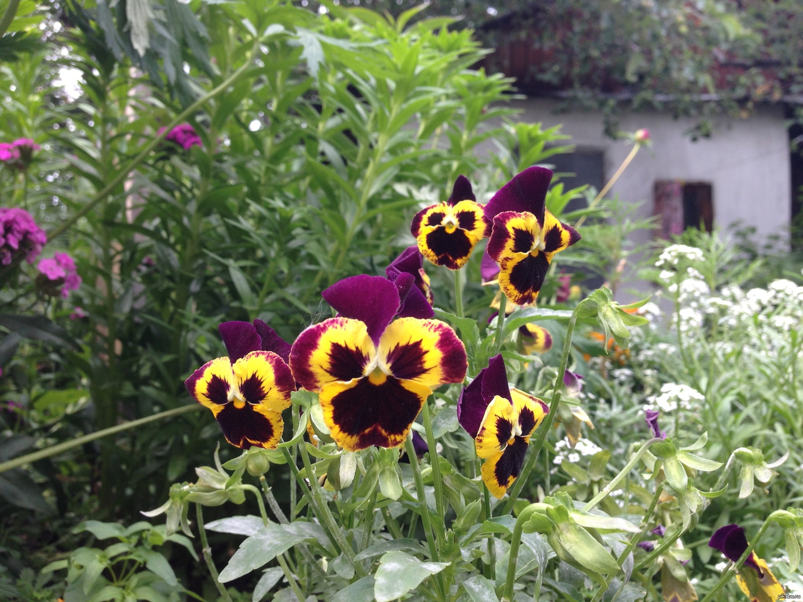 Красивые цветы) | Пикабу