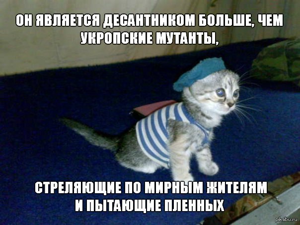 Коты десантники фото