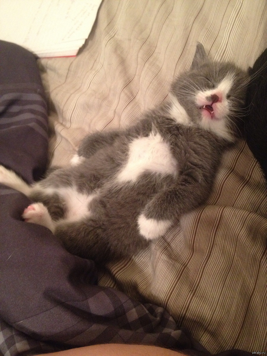 Новорожденный котенок упал с кровати