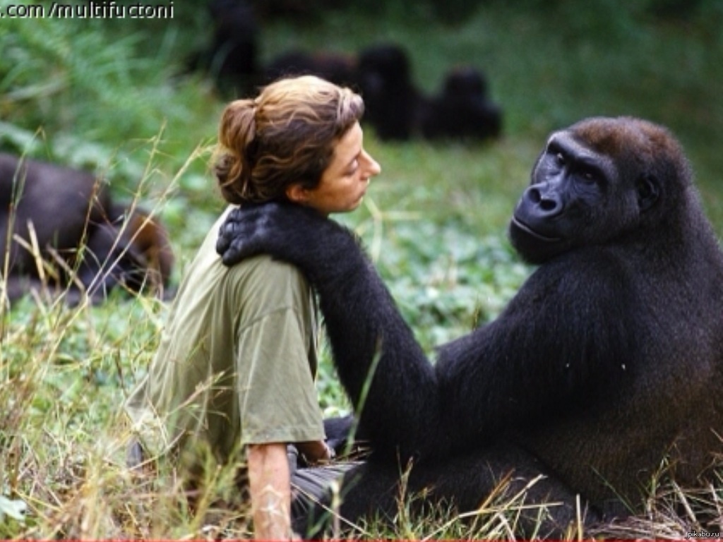 Мужчина обезьяна. Jane Goodall горилла. Горилла и человек. Человек с обезьянкой.