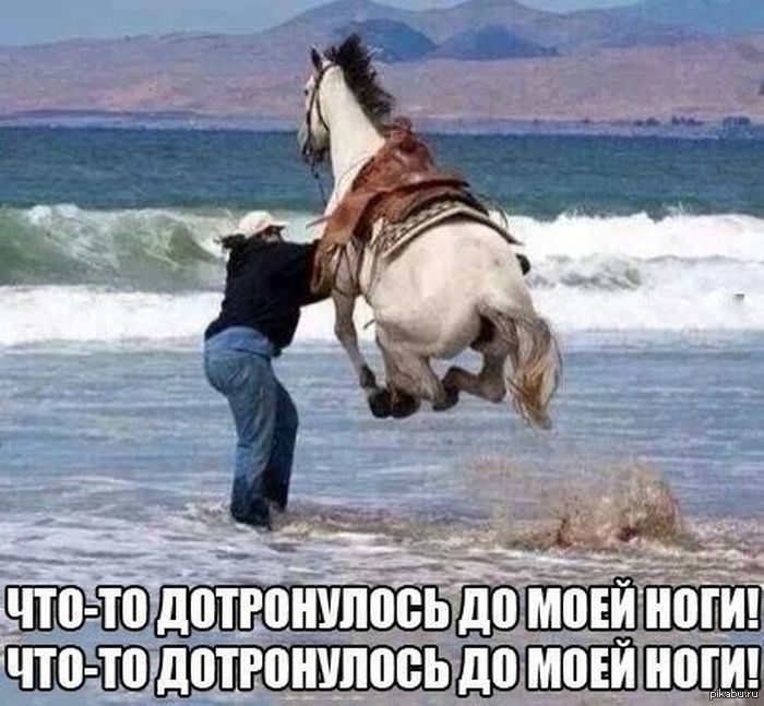 Прикол с конем