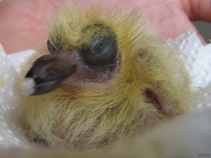Глаза птенца. Птенец голубя слеток. Новорожденные голубята. Маленькие голуби. Маленькие голубята.