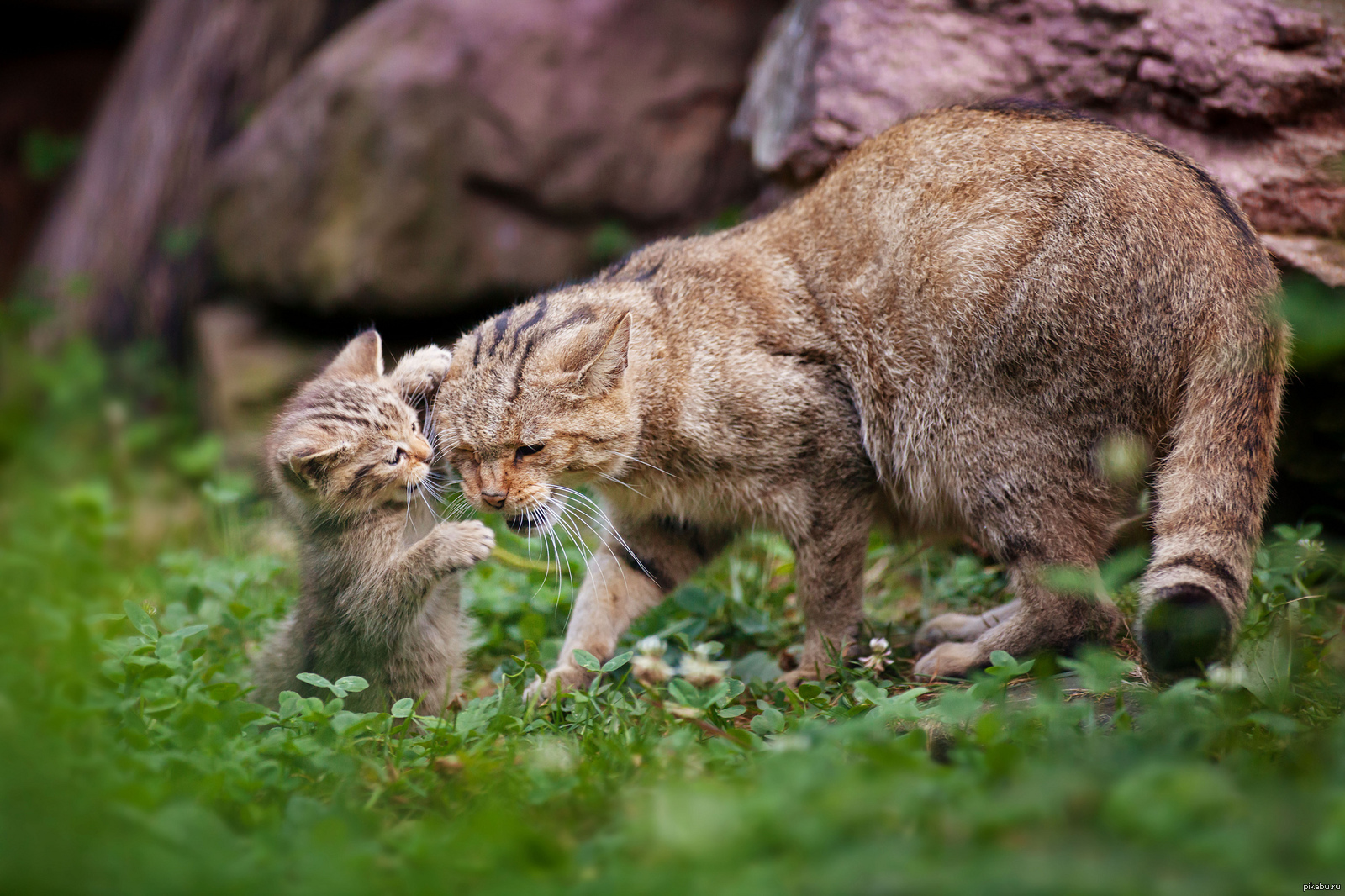 Котята Лесной Кошки Фото