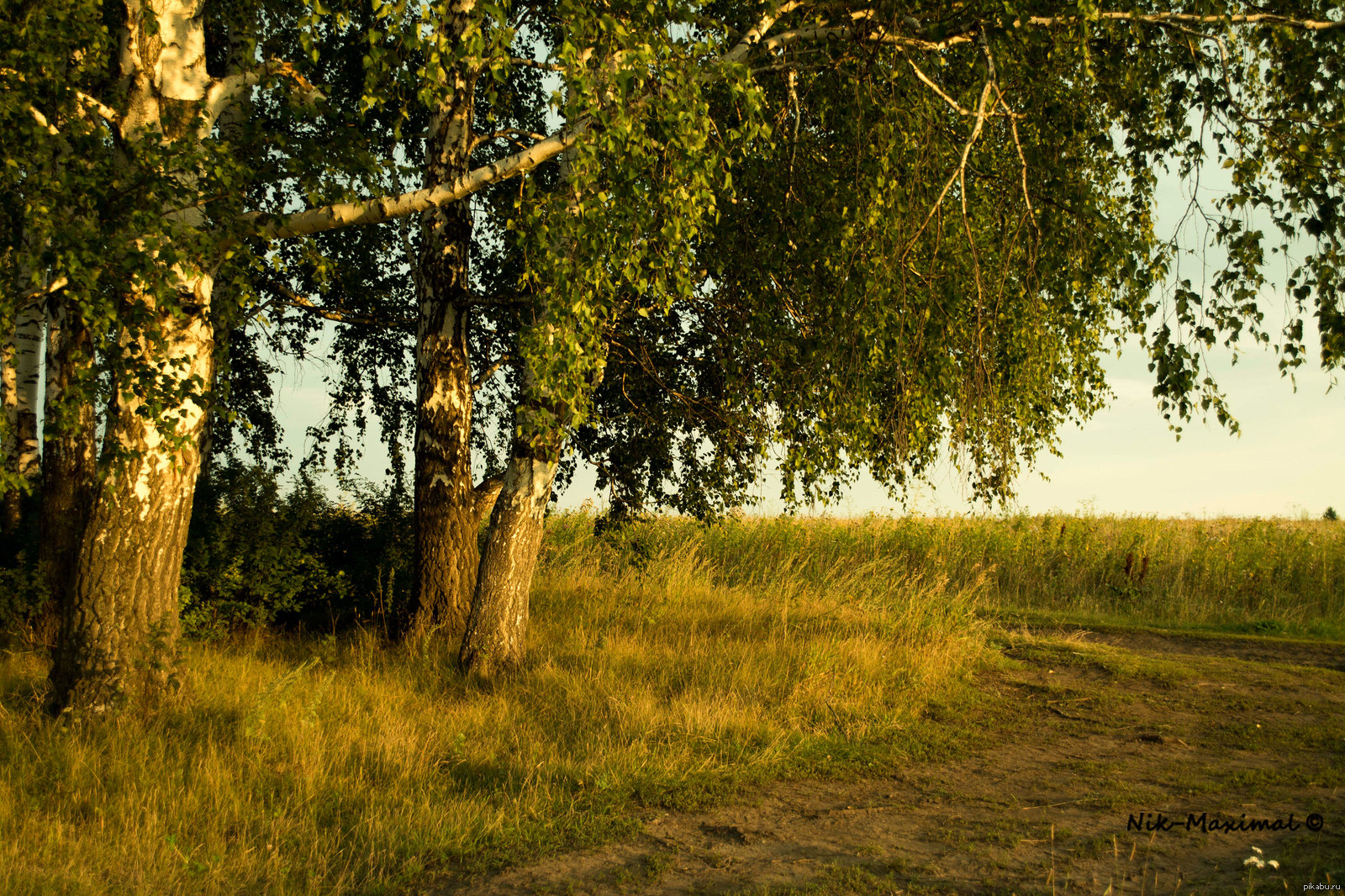 Березка) | Пикабу