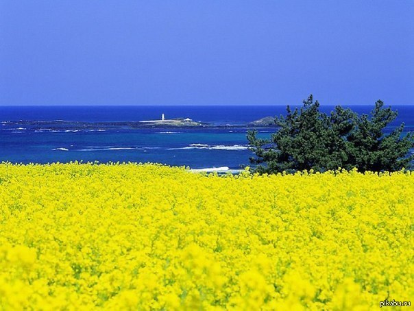 Якою була. Украинское море. Флаг Украины в природе. Голубое небо и желтое поле.