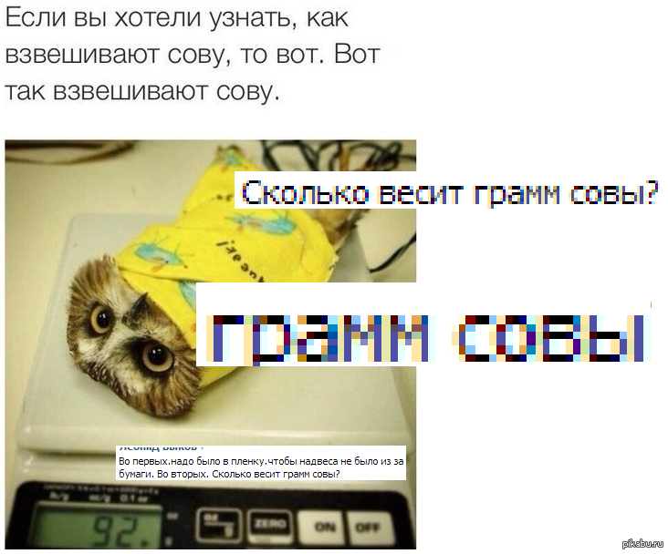 Друзья сколько сов. Как взвешивают сов. Сколько весит Сова. Сколько весит Филин. Как взвешивают совят.