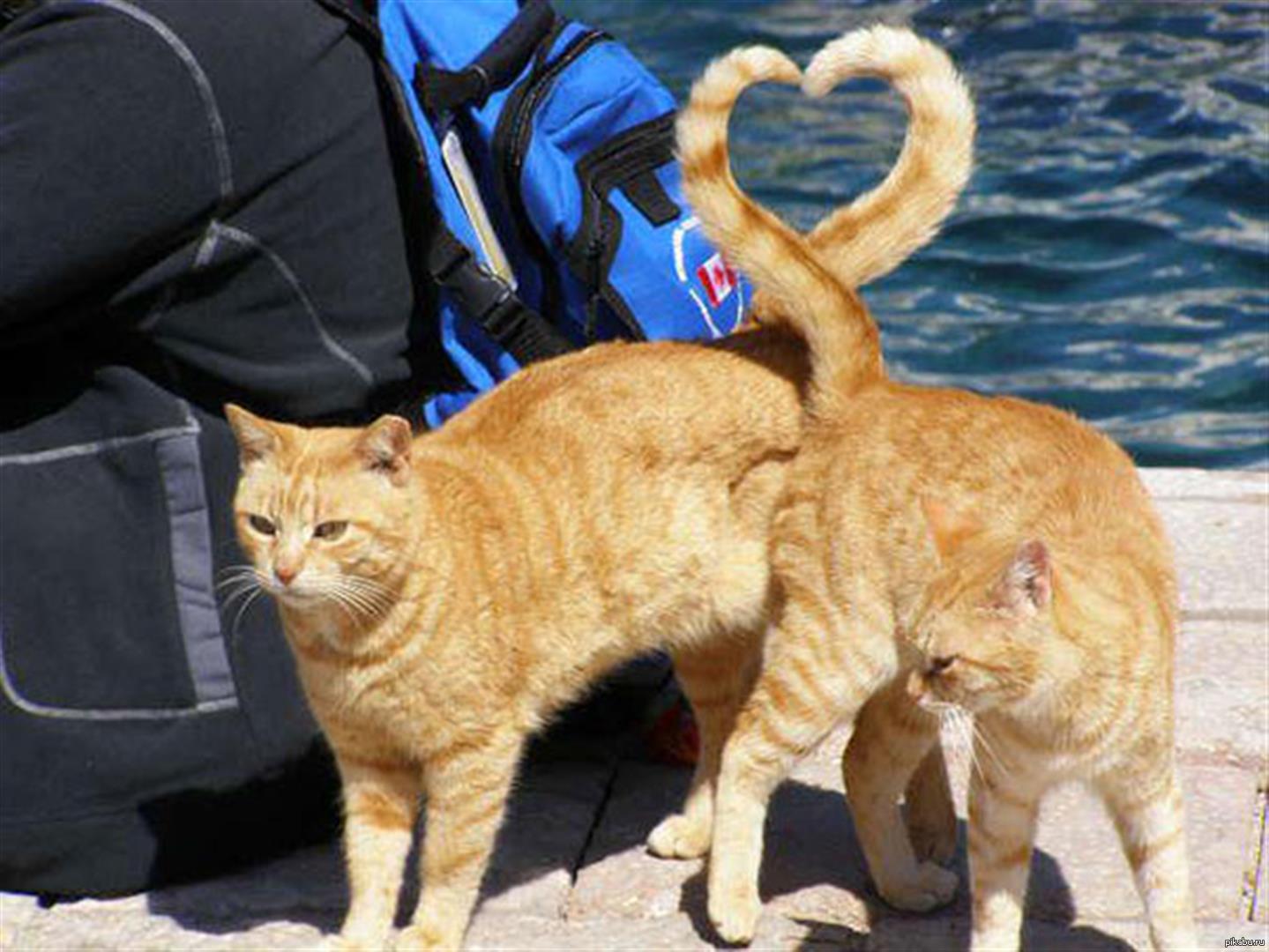 Коты обнимаются хвостами
