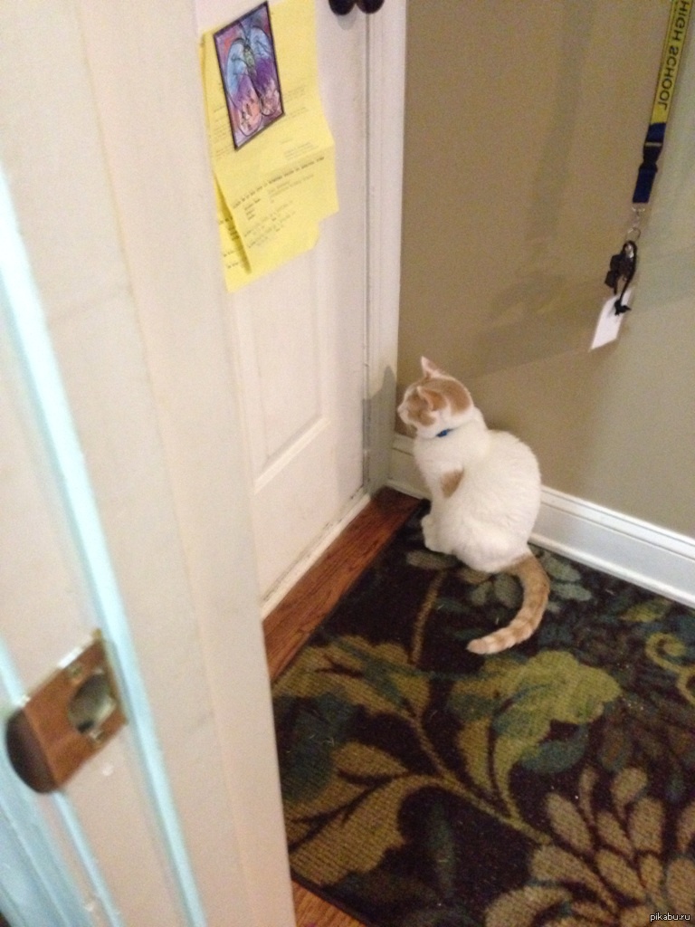 Открой дверь я жду. Кот под дверью. Дверь для кота. Кот ждет у двери. Кошка ждет.