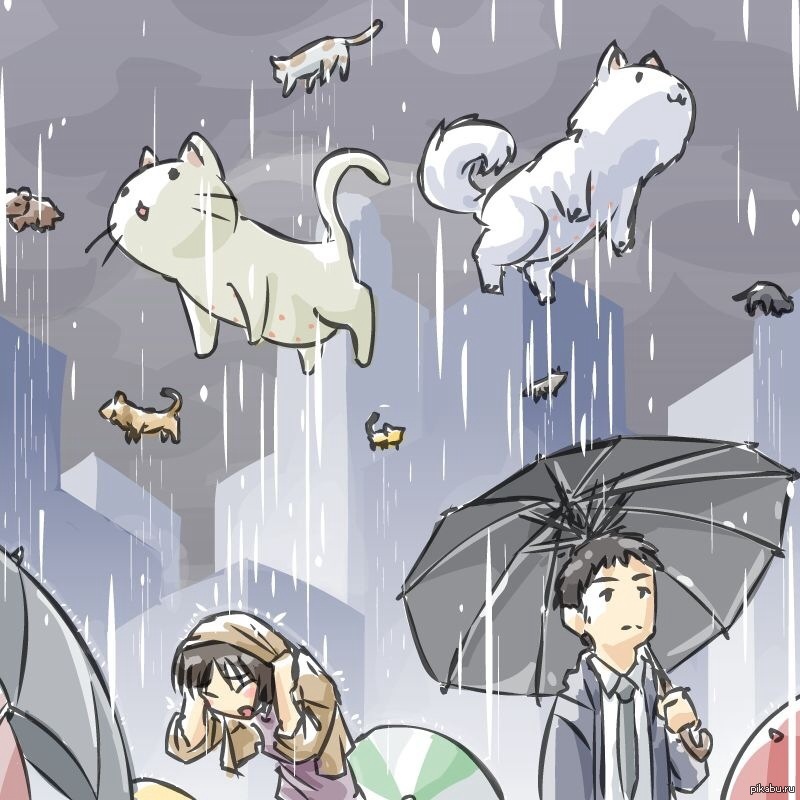 It s raining cats