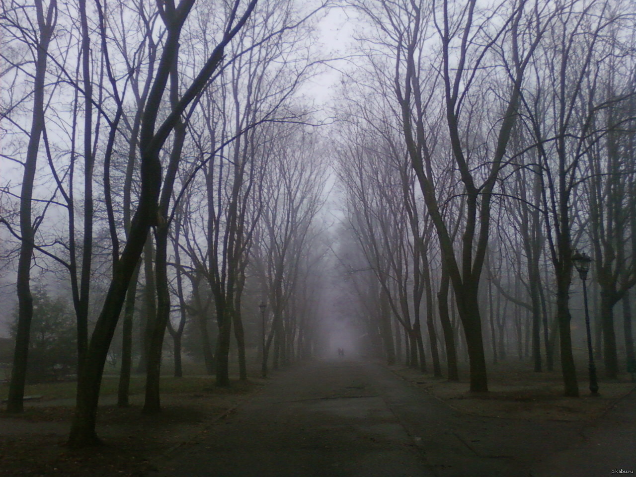 Posts about politics get hot, but posts about nature don't get anywhere... But I like nature more than politics... - My, Nature, The park, Fog, Morning, Tree