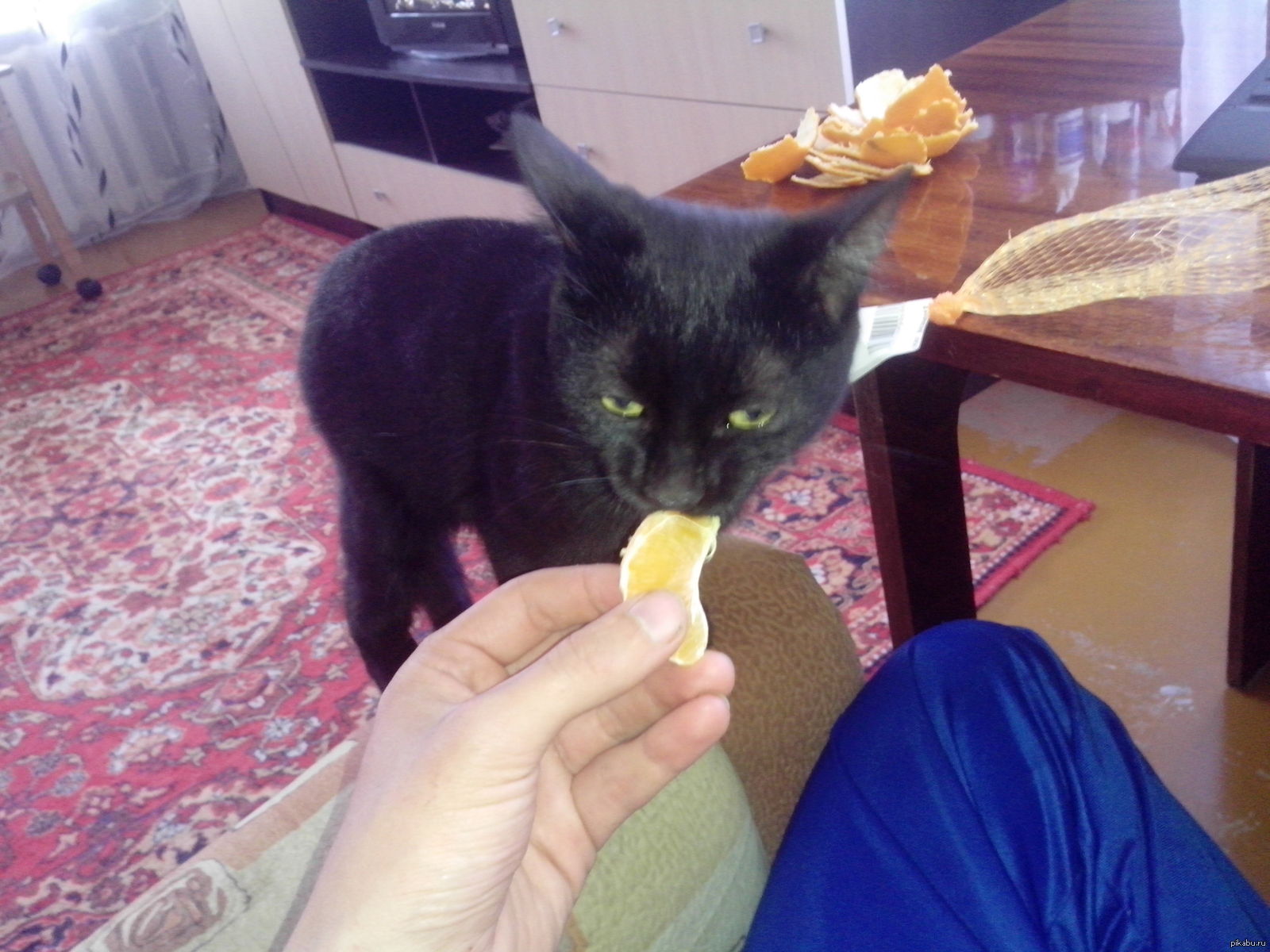 Кот кушает мандаринку. | Пикабу