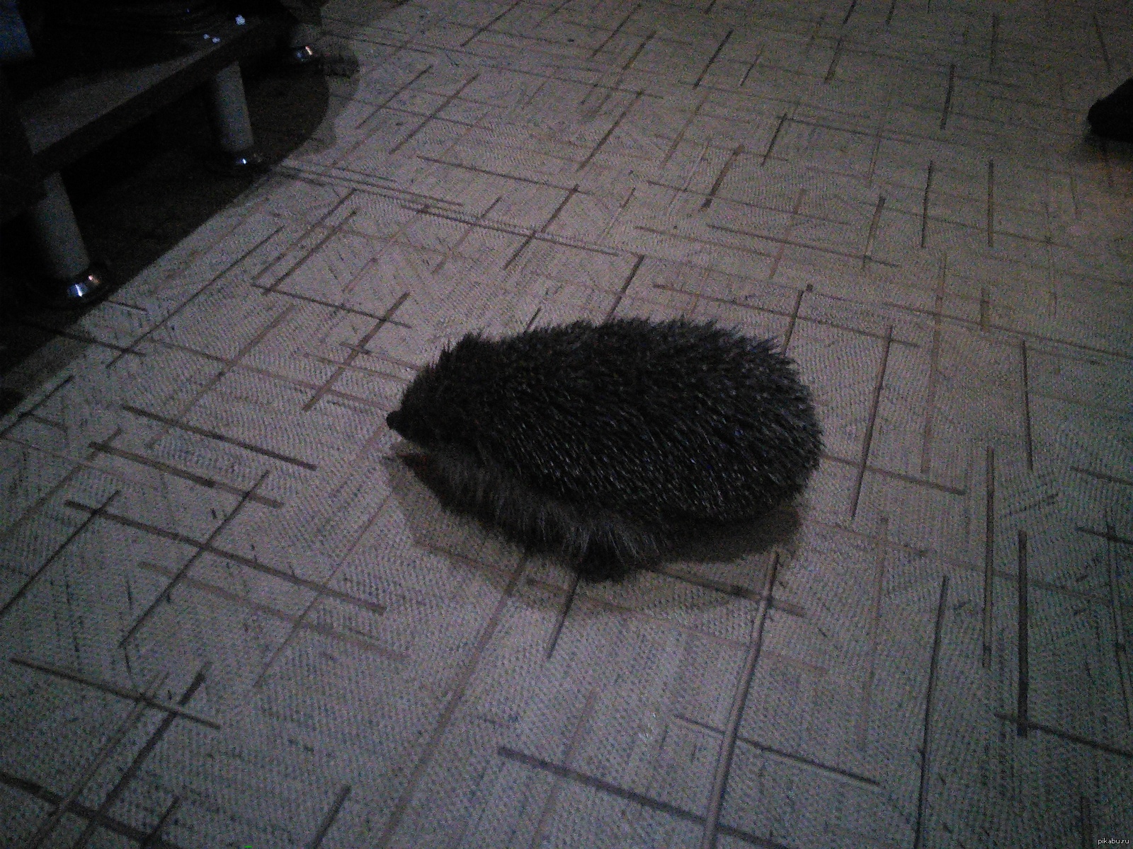 Night guest. - My, Hedgehog, Cruelty to animals, Photo on sneaker