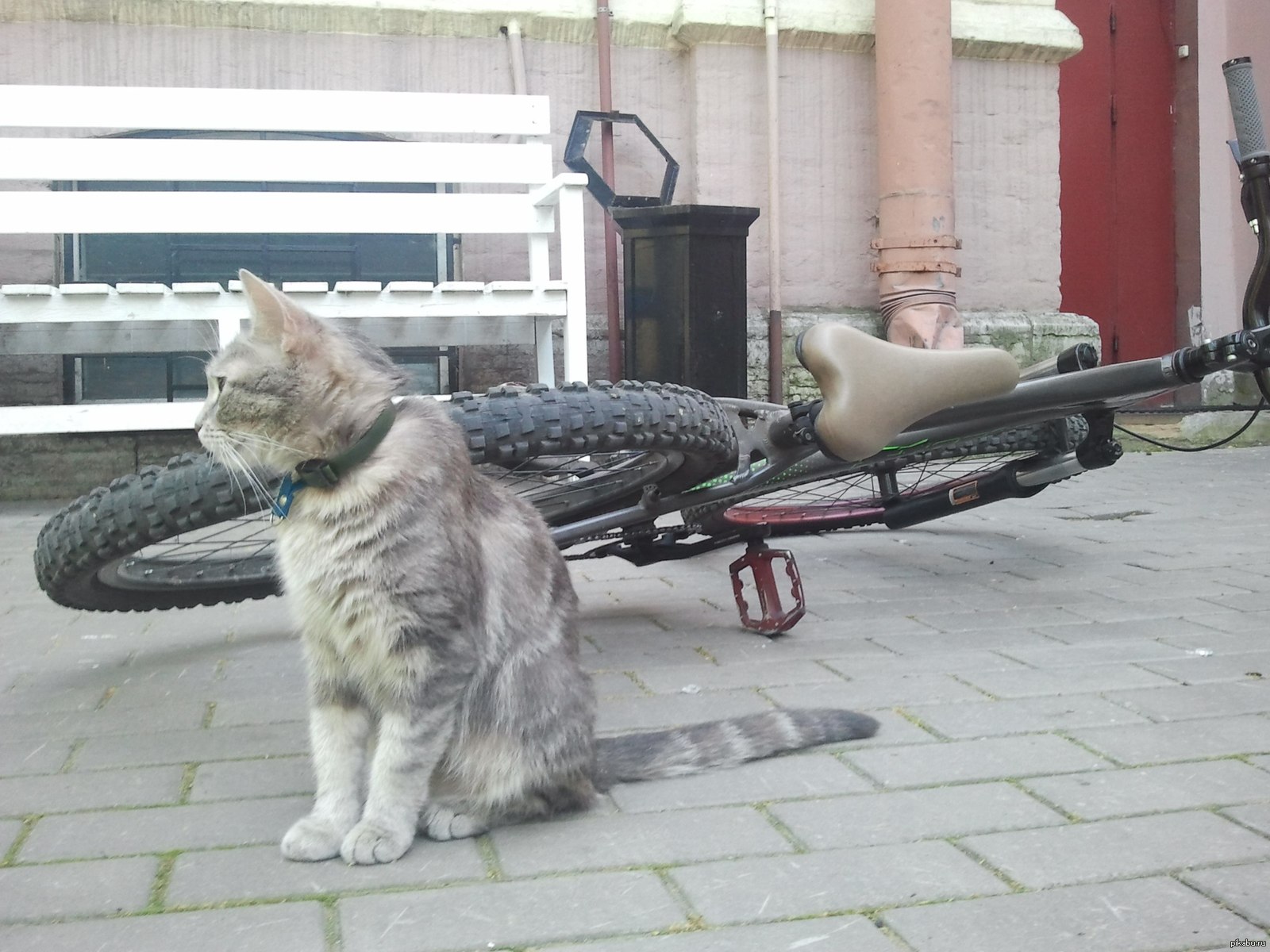 Кот Демид
