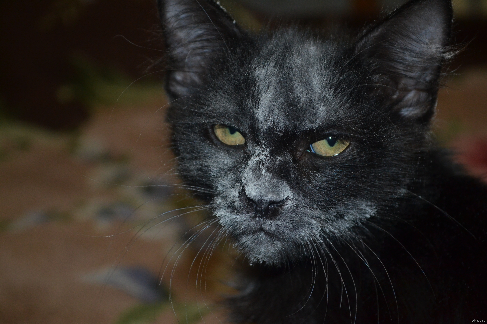 Кошки скребутся на душе значение. Наглая Кошачья морда. Кошачья морда в муке. Морда черного кота. Смешной черный кот.