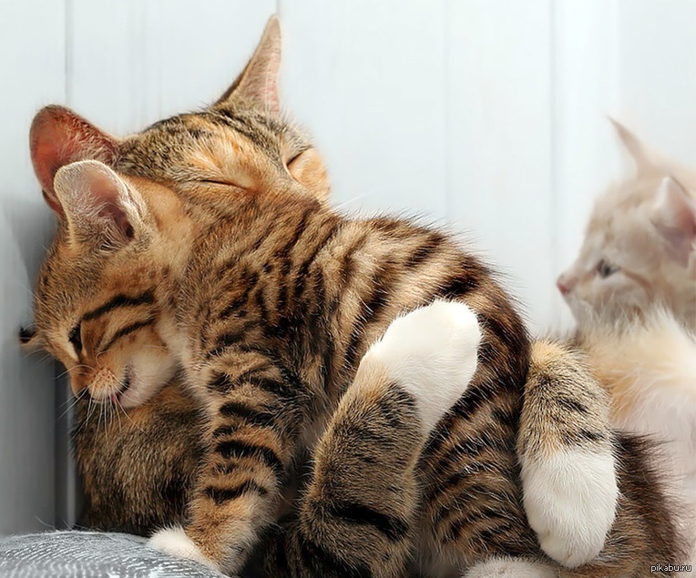 Кошачьи обнимашки:3 | Пикабу