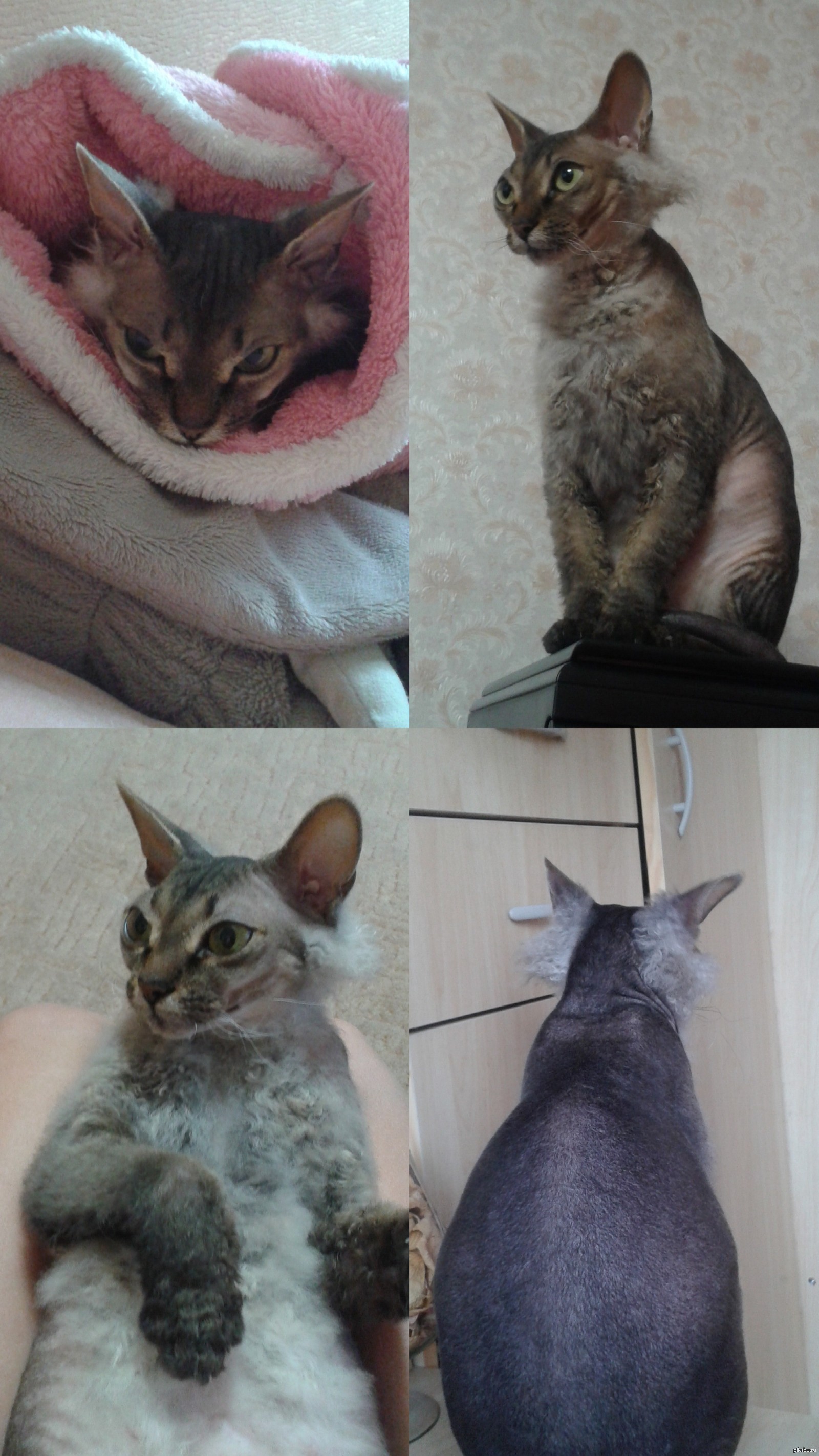 Челябинские сфинксы настолько суровы,что начинают готовиться к зиме с ...