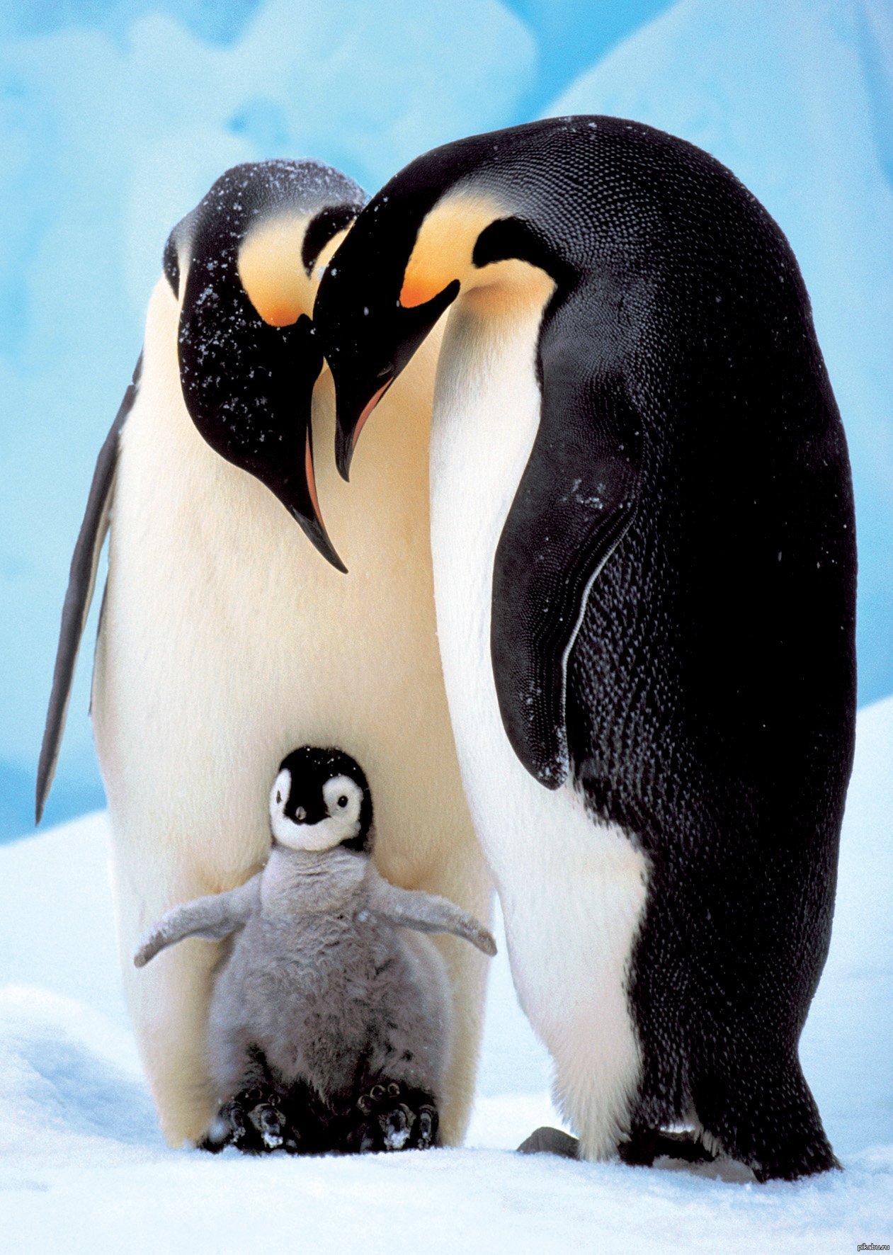 Пингвины моей мамы дата. Императорский Пингвин в Антарктиде. Императорский Пингвин детеныш. Пингвинёнок королевского пингвина. Детёныш королевского пингвина.
