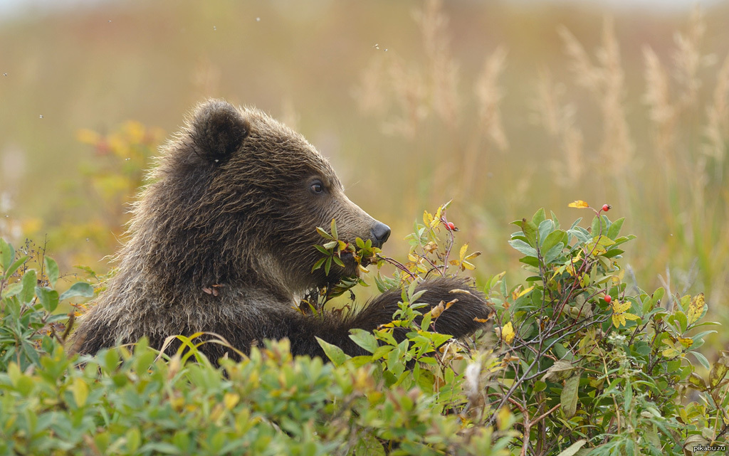 Питание медведя. Питание бурого медведя. Бурый медведь питается. Бурый медведь ест малину. Бурый медведь ест ягоды.
