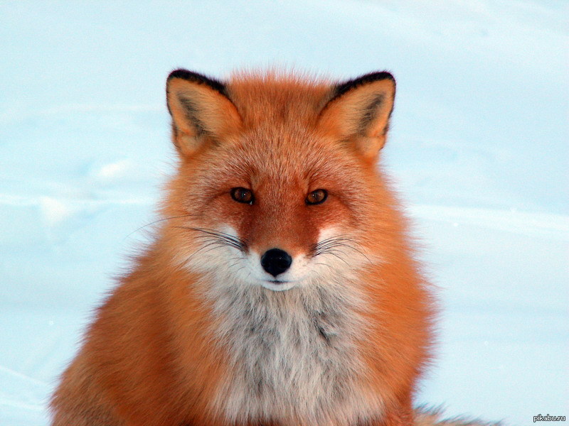 Orange fox