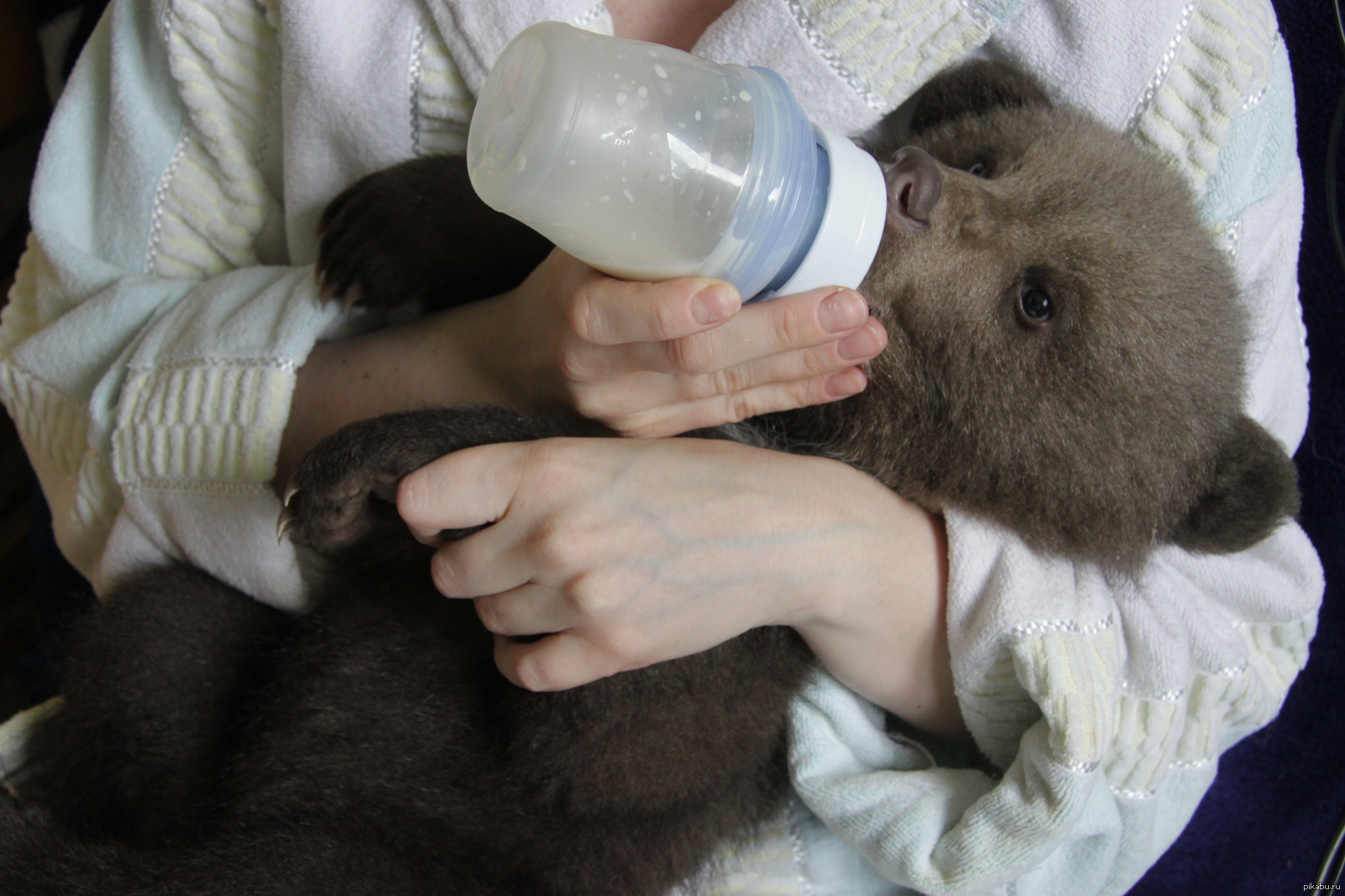 Съесть бутылочку. Медвежонок на руках у человека. Медвежонок пьет молоко. Медведи вскармливать молоком. Медведь пьет молоко.