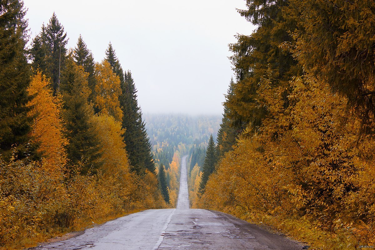 Край никуда. Дорога в осень. Дорога в лесу. Золотая осень дорога. Осенняя дорога Пермский край.