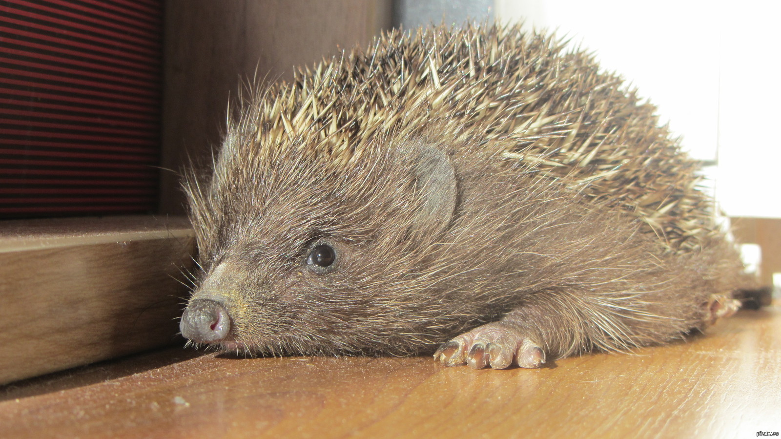 The last warm rays of the sun... - Pets, My, Hedgehog