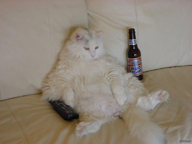 Кот пьяный