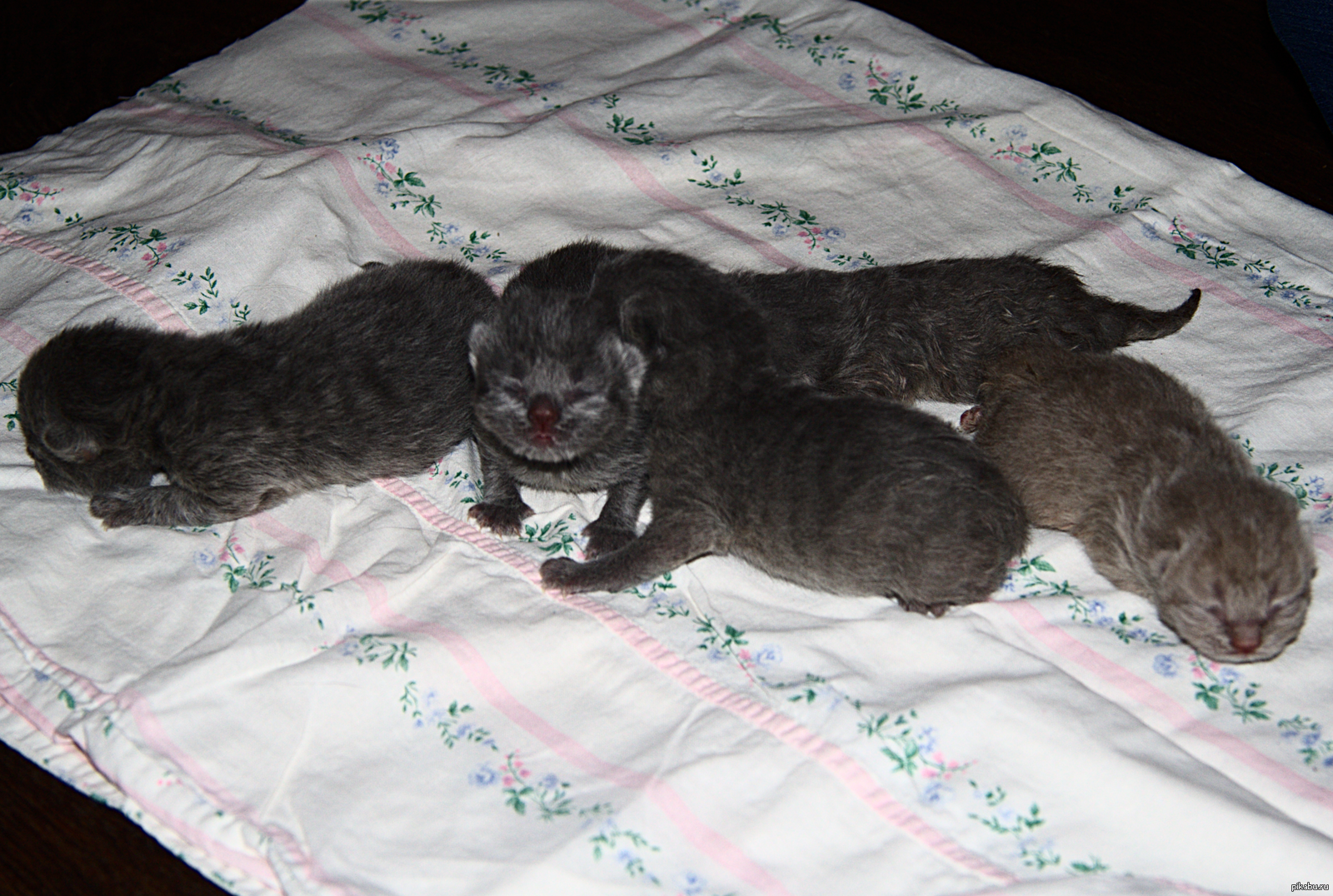 Какие котята рождаются у черной кошки. Новорожденные котята вислоухие. Новорожденные котята Шотландские вислоухие. Вислоухие котята только родившиеся. Вислоухие котята после рождения.