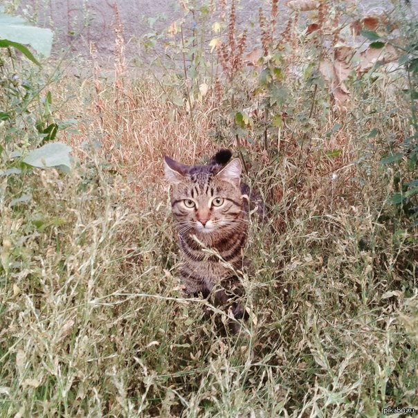 Тигр в засаде мем. Тигровая трава в реальной жизни. Кот в засаде. Тигр в засаде тетка.